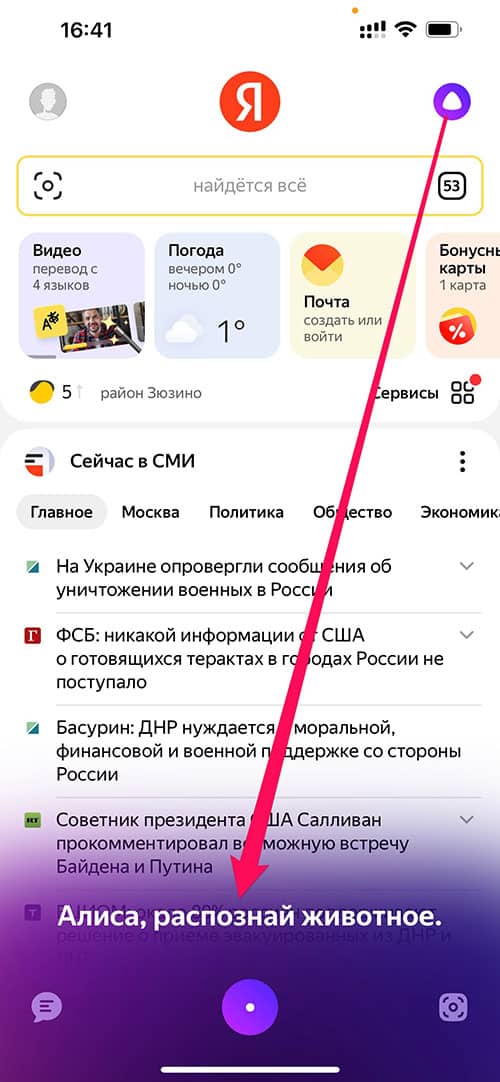 Как Алиса Яндекс узнаёт животных и породы по фото